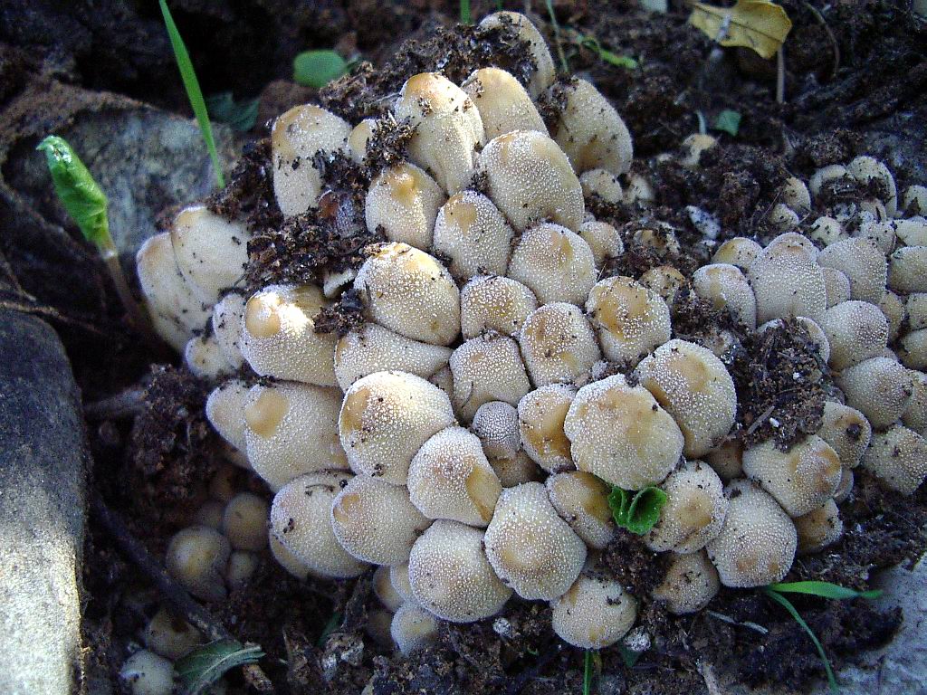 Coprinus micaceus?